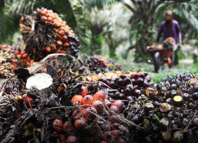Harga TBS Kelapa Sawit Mitra Swadaya dan Plasma di Riau Serentak Naik Tipis