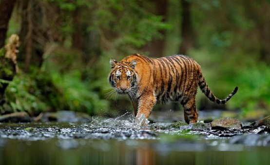 Selain Jejak Kaki Harimau di Sibolangit, Warga Juga Sempat Dengar Suara Auman
