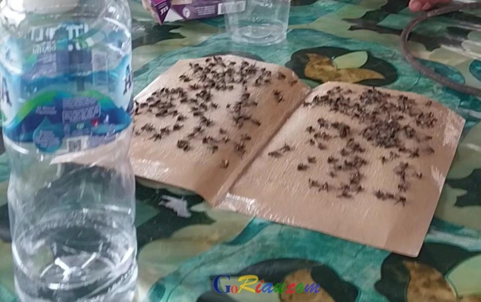 Warga Sekitar Komplek Perkantoran Bupati Kuansing Keluhkan Serbuan Lalat