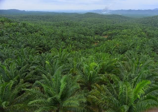 PT Eka Dura Indonesia Tegaskan Telah Tuntaskan Kewajiban Membangun Kebun Plasma