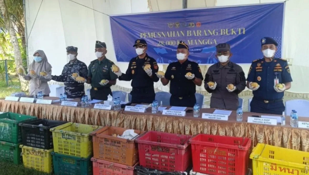 Bea Cukai Riau Musnahkan 28 Ton Mangga Ilegal Asal Thailand
