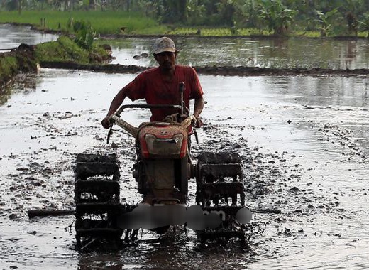 Asuransi Jasindo Beri Perlindungan Kepada 4,5 Juta Petani & Salurkan Klaim Rp386 Miliar