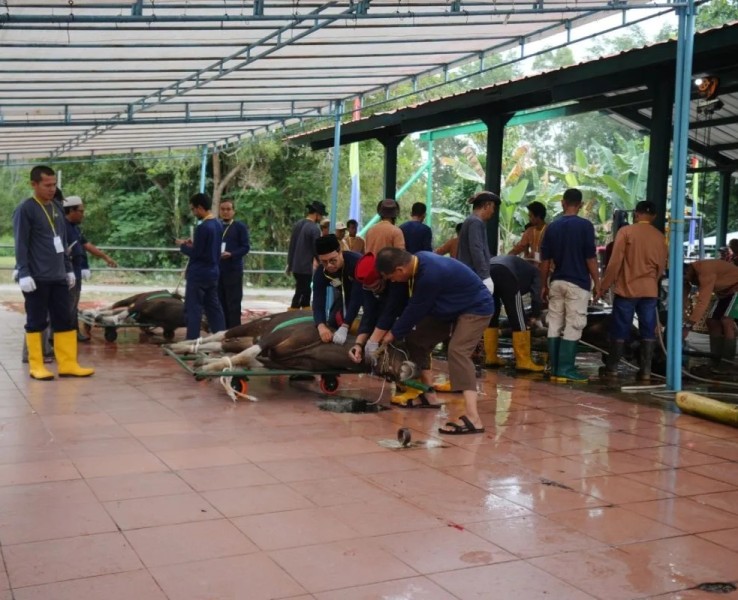 Kilang Pertamina Dumai Salurkan 98 Hewan Kurban