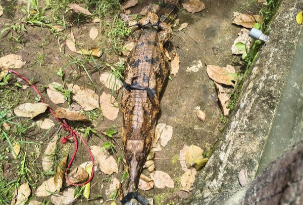 BKSDA Evakuasi Buaya Senyulong dan Kasuari dari Tempat Wisata Tutup di Serang