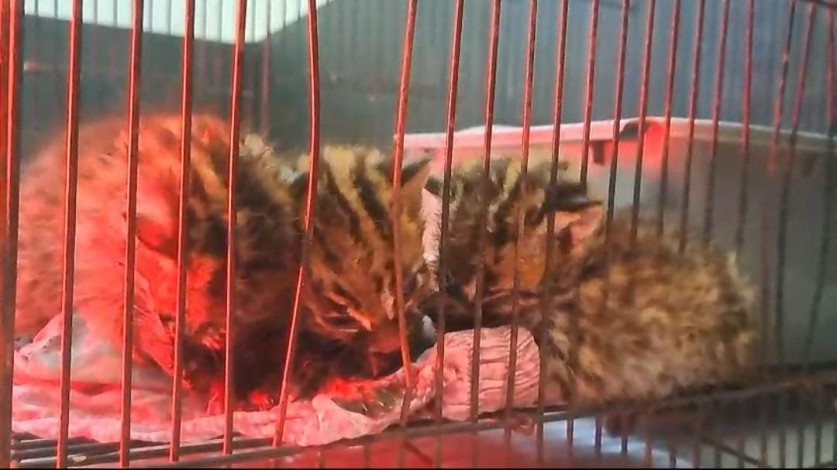 Polisi Tangkap Penjual Anak Kucing Hutan di Pekanbaru