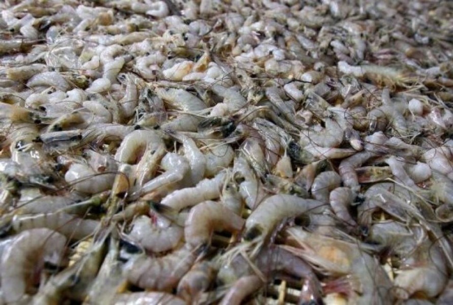 605 Kontainer Udang Indonesia Bebas Cesium-137 Akan Membanjiri Pasar AS