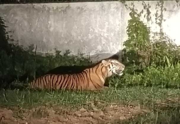 Hadapi Kemunculan Harimau di Dumai, BBKSDA Riau Tingkatkan Patroli dan Pasang Kamera Trap