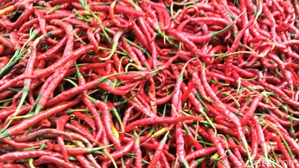 Curah Hujan Tinggi, Petani Cabai Merah di Sumut Terpaksa Panen Prematur