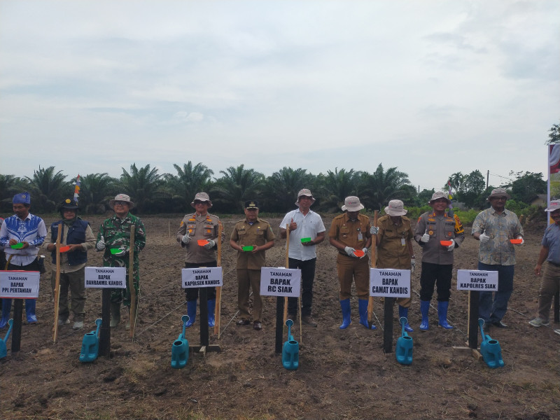 Kolaborasi Bersama PT Ivo Mas Tunggal dan Masyarakat, Polres Siak Tanami Ribuan Bibit Jagung Pipil di Atas Lahan Seluas 6,5 Hektar