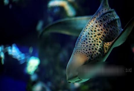 Pulang ke Rumah: Kisah Hiu Zebra yang Nyaris Hilang dari Raja Ampat