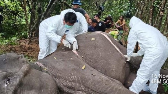 Gajah Sumatera Betina Bernama Dona Mati di Taman Nasional Way Kambas