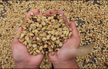 Produksi Kopi Gayo Anjlok Akibat Perubahan Iklim