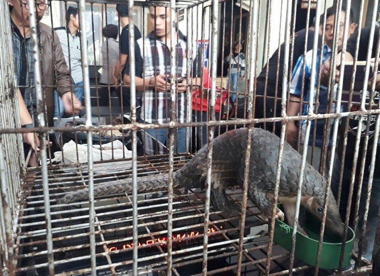 Heboh Satwa Langka Tenggiling Sunda Nyasar ke Sekolah di Bandung Barat, Tapi Kini Hilang Lagi