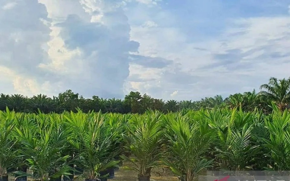Kebun Tamora PTPN IV Regional III Komitmen Perkuat Kinerja Gemilang