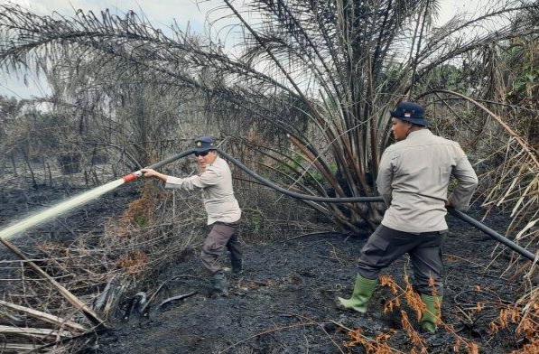 4 Hektare Lahan Terbakar di Pangkalan Kerinci Pelalawan, TKP Dekat Kebun Sawit