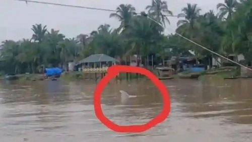Lumba-lumba Muncul di Sungai Rokan, Pertanda Banjir Besar?