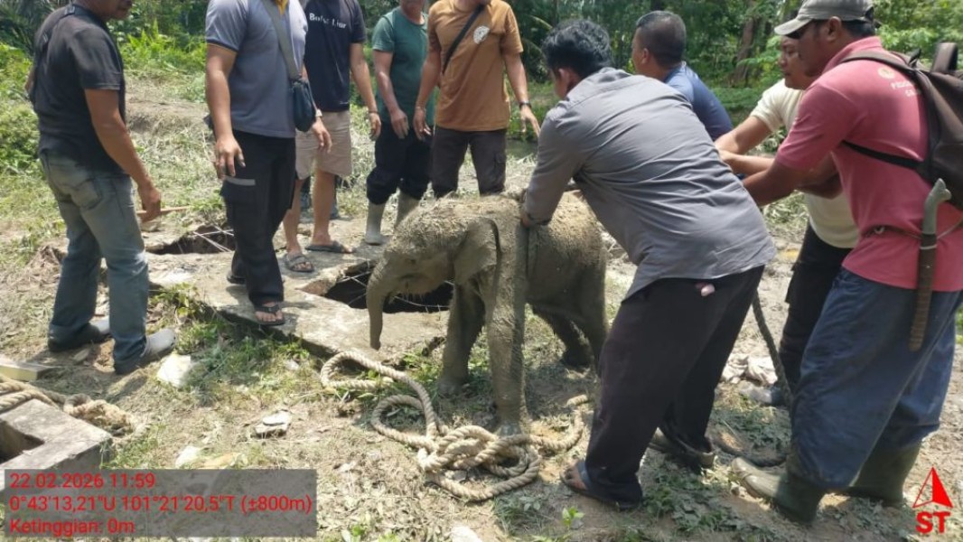 Ini Pemicu 11 Gajah Mengamuk di Siak: Berjuang Selamatkan Anak
