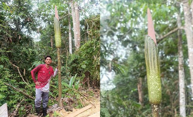 Viral Bunga Bangkai Raksasa di Kampar, Tumbuh di Tengah Sawit dan Hutan