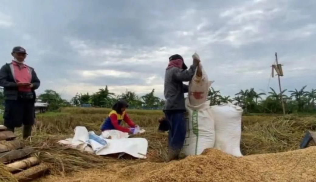 Bulog Bogor Serap 435 Ton Gabah Petani Sesuai HPP Rp6.500