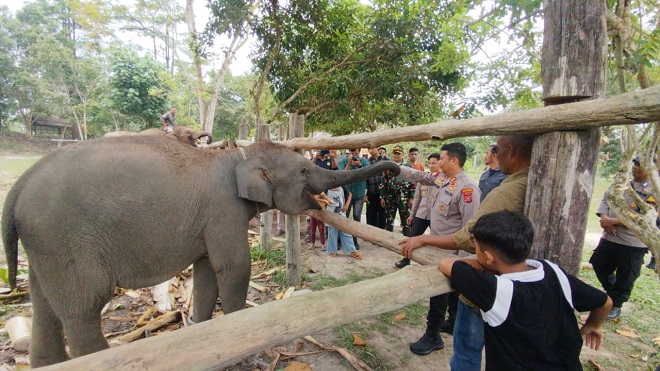 Gajah Sumatera Jadi Perhatian Polres Pelalawan di TNTN