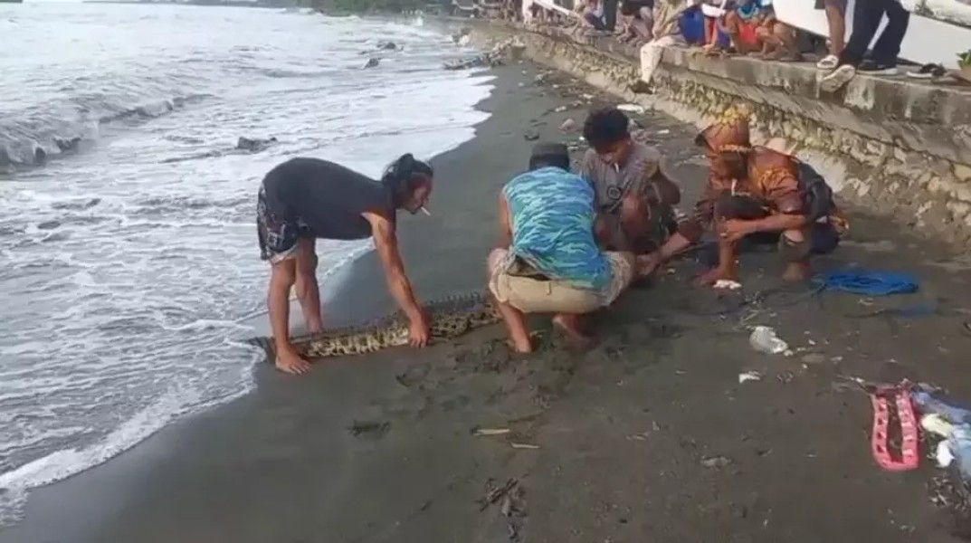 Krisis Pakan, Puluhan Buaya Penangkaran di Mamuju Akan Dilepas ke Laut