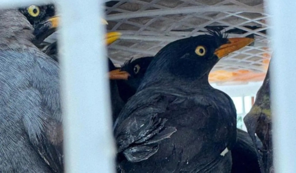 Karantina Lampung Sita 111 burung Dilindungi Dari Peredaran Gelap