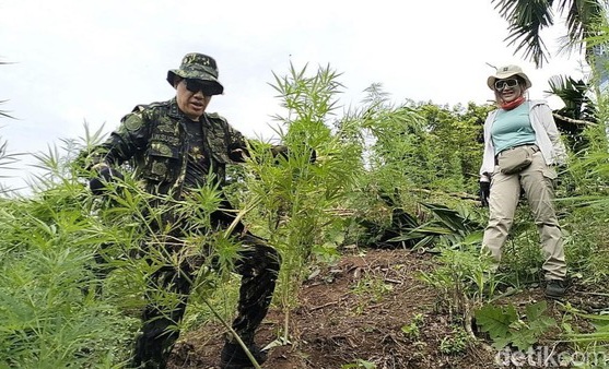 BNN Musnahkan Tanaman Ganja di Kebun Pinang Aceh Besar, Gubuk Dibakar