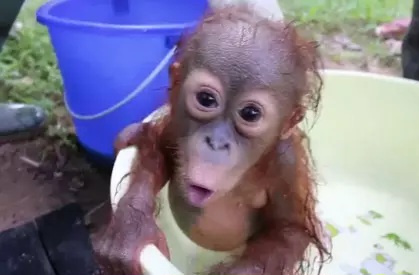 Bayi Orangutan Diselundupkan dan Dijual Rp 147 Juta, Pelaku Ditangkap