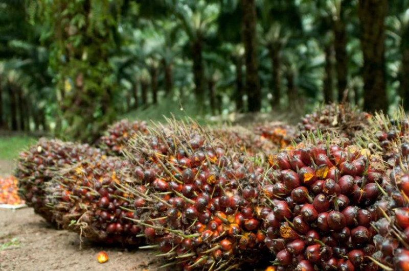 Harga TBS Swadaya di Riau Naik jadi Rp3.002 per Kg