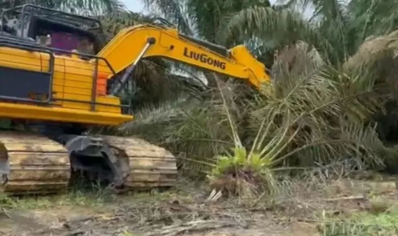 Pemprov Riau Beri Waktu 3 Bulan Musnakan Sawit di Area TN Tesso Nilo