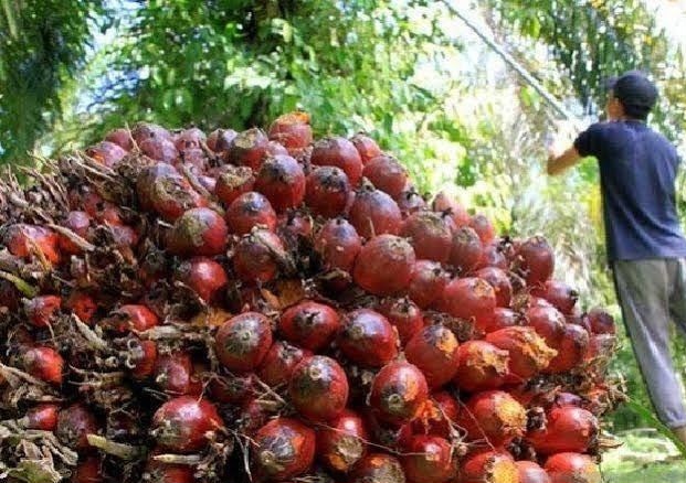 Harga TBS Petani Mitra Plasma dan Swadaya Riau Kompak Turun