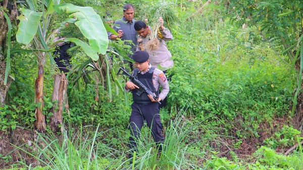 Polisi Temukan 1,8 Hektare Ladang Ganja di Madina, Pemilik Diburu