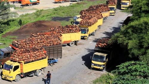 Harga TBS Sawit Riau Urutan Tertinggi Ketiga se-Indonesia