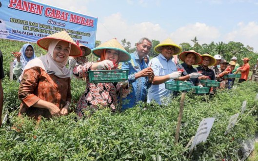 Bupati Deli Serdang Siapkan Swasembada Cabai dan Bawang Merah