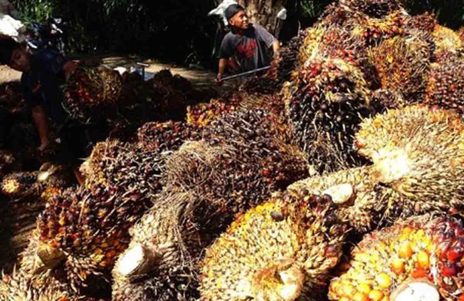 Harga TBS Sawit Swadaya Riau Jadi Rp3.563,89 per Kg