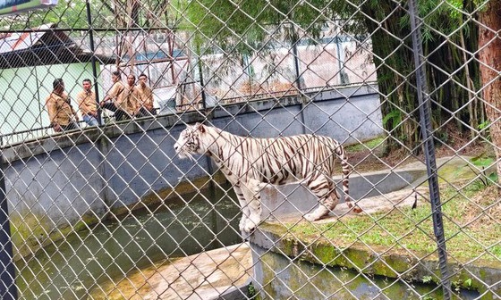 Harimau Bengala dan Singa Putih Afrika Jadi Penghuni Taman Rimba Jambi