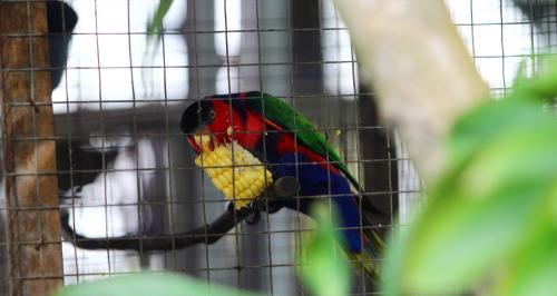 Burung Indonesia Rilis Data IBA Papua: 14 Spesies Terancam Punah