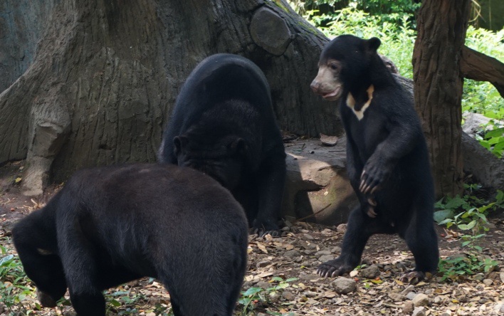 Viral! Seorang Ayah Duel dengan Beruang Ganas Demi Selamatkan Anaknya