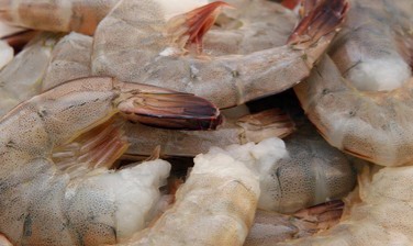 Eropa Amerika Impor Udang dan Rempah Indonesia ke AS Kini Diatur Ketat FDA