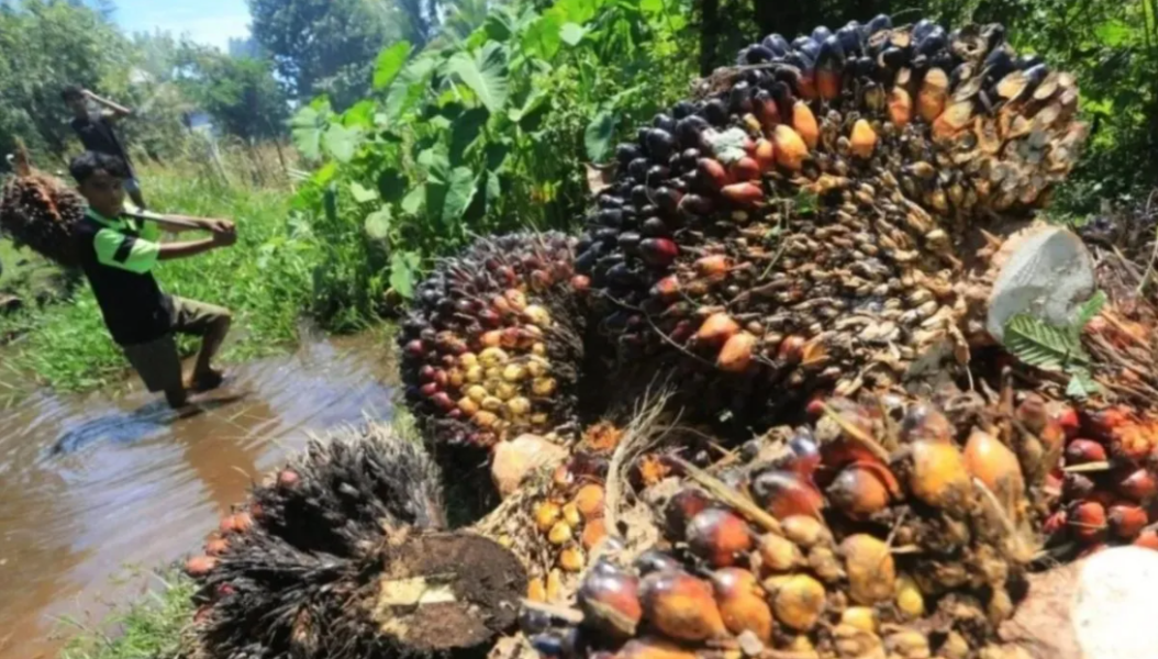Disbun Riau Tetapkan Harga TBS Kelapa Sawit Petani Riau Kembali Naik Pekan Ini