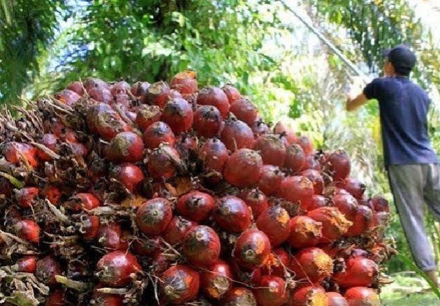 Harga TBS Sawit Mitra Swadaya Riau Naik, Mitra Plasma Turun