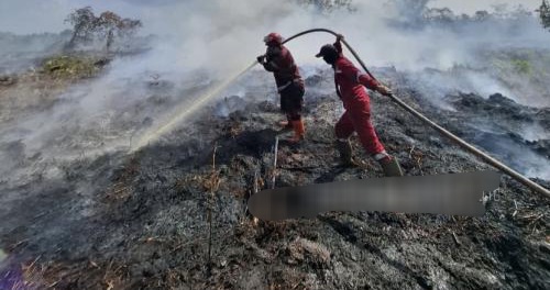 Mencekam! Manggala Agni Berhadapan dengan Harimau saat Padamkan Karhutla Riau