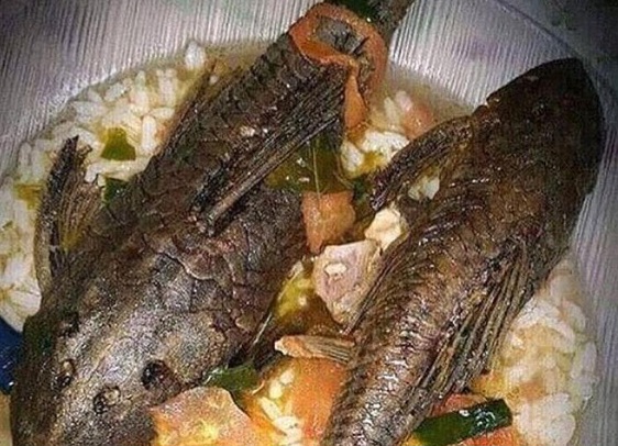 Pemprov Jakarta Tegaskan Ikan Sapu-sapu di Kali Tercemar Tak Aman Konsumsi