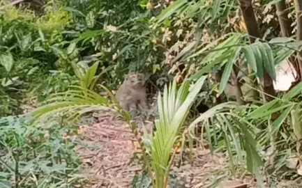 Teror Monyet Liar Rusak Rumah dan Curi Makanan, Warga Tangerang Resah