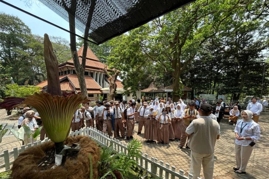 Bungai Bangkai Mekar di Kebun Raya Purwodadi