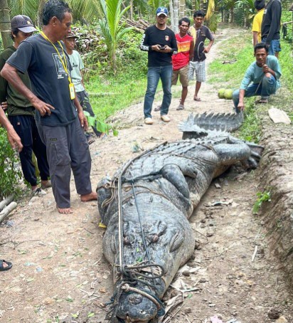 Penampakan Buaya Raksasa Berat Hampir 1 Ton di Inhil