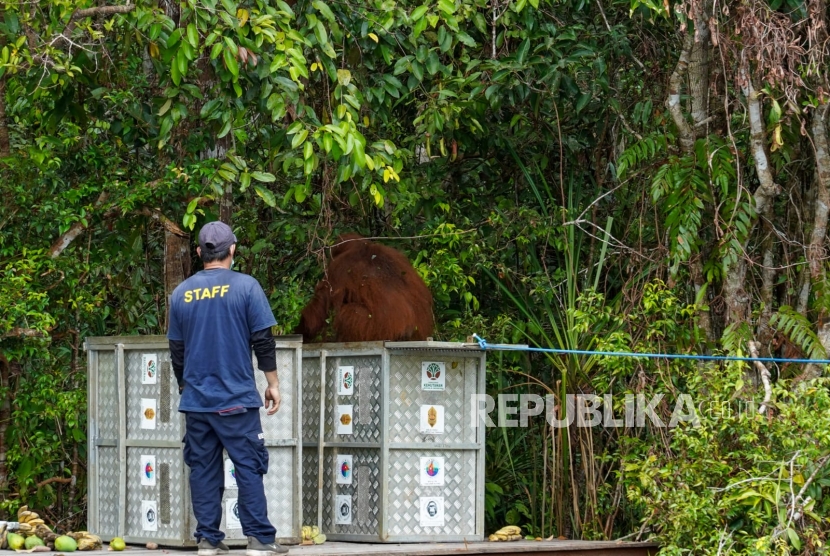 Menhut Lepasliarkan Dua Orangutan di Taman Nasional Tanjung Puting