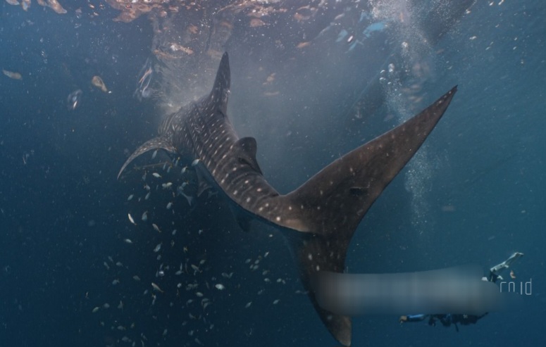 Empat Ekor Hiu Paus Berhasil Ditandai