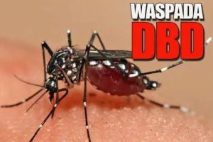 17 Warga Meninggal Akibat DBD, Dinkes Riau Ingatkan Pentingnya Deteksi Dini dan Jaga Kebersihan Lingkungan