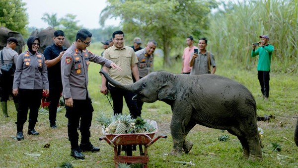 Populasi Gajah di PLG Sebangga Tinggal 6 Ekor, Polres Bengkalis Kirim Pakan